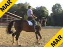 Klaus Balkenhol<br>Assisting<br> Various Riders<br>Schooling Session<br>
Duration: 22 minutes