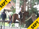 USDF APPROVED<br>
University Accreditation<br>
Steffen Peters<br>
Assisting<br>
Ilse Schwarz<br>
Cadenza<br>
by:Contango<br>
10 yrs. old Oldenburg Gelding<br>
Training: Grand Prix Level<br>
Duration: 26  minutes