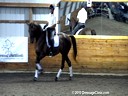 SFMWNY Maplewood Warmbloods<br>Michael Klimke<br>
Assisting<br>
Jerry Stone<br>
Fabiola<br>
Rheinlander<br>
by: Feidelis<br>
10 yrs. old Mare<br>
Training: 3rd Level<br>
Owner: Pat & Jerry Stone<br>
Duration: 30 minutes
