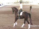 USDF Trainers Conference<br>
Day 1<br>
Steffen Peters<br>
Riding & Lecturing &<br>
Assisting<br>
Heidi Degele<br>
Don Fredo HD Oldenburg<br>
6 yrs. old Gelding<br>
by: Don Frederico<br>
Duration: 44 minutes