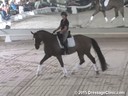 USDF<br>
West Coast Trainers Conference<br>
Stephen Clarke<br>
Assisting<br>
Lisa Pierson<br>
Baryshnikov<br>
14 yrs. Old  Hackney Gelding<br>
by:  Forewood Commander<br>
Owner:  Leeda Fletcher<br>
Duration: 32 minutes
