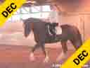 Jane Hannigan<br>Assisting<br>Beth Fishman<br>Georgio<br>7 yr. old Gelding<br>Draft Horse<br>Owner: Beth Fishman<br>Training: Training Level<br>Duration: 38 minutes