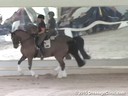 USDF<br>
West Coast Trainers Conference<br>
Stephen Clarke<br>
Assisting<br>
Claire McNulty<br>
Reel Adventure<br>
14 yrs. Old Gelding<br>
Hanoverian<br>
by:  Rotspon<br>
Owner:  Dr. Kristy Lund<br>
Duration: 29 minutes
