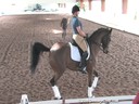 USDF Trainers Conference<br>Day2<br>Henk van Bergen<br>
Assisting<br>
Silke Rembracz<br>
Gladiator<br>
12 yrs. old Gelding<br>
Argentinian Warmblood<br>
Owner: Mindy Elgart<br>
Duration: 53 minutes 
