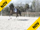 Kathy Connelly<br>
Assisting<br>
Liz Austin<br>
Olivier<br>
KWPN<br>
16 yrs. old Stallion<br>
Training: GP<br>
Owner: Madeleine Austin<br>
Duration: 20 minutes