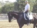 USDF APPROVED<br>
University Accreditation<br>
Steffen Peters<br>
Riding & Lecturing<br>
Laszlo<br>KWPN<br>12 yrs. old Gelding<br>
Duration 31 Minutes