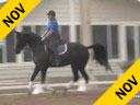 Kathy Connelly<br>
Assisting<br>
Michelle Gerlach<br>
Udjang<br>
14 yrs. Old  Gelding<br>
KWPN<br>
Training: GP<br>
by: Polanski<br>
Owner:  Michelle Gerlach
Duration: 28 minutes