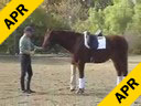 Jan Ebeling<br>
Riding & Lecturing<br>
Don Gio<br>
4 yr. old Oldenburg<br>
Training: Newly Broke Training Level 1<br>
Duration: 20 minutes