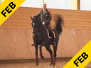 Nathalie Wittgenstein<br>Riding & Lecturing<br>MasterMind<br>Danish Warmblood<br>7 yrs. old<br>Training: Intermediaire 1/2<br>Duration: 38 minutes