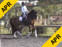 Kathy Connelly<br>
Assisting<br>
Jamie Kment<br>
Chivalry<br>
Holsteiner<br>
12 yrs. old Gelding<br>
Training: PSG/Grand Prix<br>
Owner: Elaine Vandeventer<br>
Duration: 22 minutes