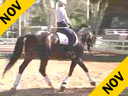 Mette Rosencrantz<br>Riding & Lecturing<br>Rockefeller<br>Swedish Warmblood<br>by:De La Gargie<br>6 yrs.old<br>Training: 1st Level<br>Owner: Mette Rosencrantz<br>Duration: 30 minutes