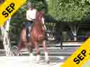 USDF Trainers Conference<br>
Day 1<br>
Steffen Peters<br>
Riding & Lecturing &<br>
Assisting<br>
Noel Williams<br>
Sir Velo<br>
Westfalen<br>
7 yrs. old Gelding<br>
by: Sandro Bedo<br>
Training: GP<br>
Duration: 37 minutes