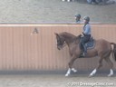 USDF Adult Amature Clinic Series<br>USDF APPROVED<br>
University Accreditation<br>
Day 1<br>
Charlotte Bredahl<br>
Assisting<br>
Gail Carpency<br>
Napoleon KWPN<br>
by: Houston<br>
15 yrs. old Gelding
Training: PSG<br>
Duration: 37 minutes