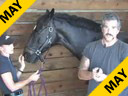 Sal Salvetti<br>
& Jane Hannigan<br>
Introductory Discussion<br> on Massage Therapy<br>
for Dressage Horses<br>
Part 1 of Three Parts<br>
Duration: 36 minutes