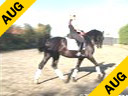 Leunis Van Lieren<br>
Assisting<br>
Jessica Nipjes<br>
Utah<br>
by: Metall<br>
KWPN<br>
5 yrs. old Stallion<br>
Training: 2nd Level<br>
Duration: 16 minutes