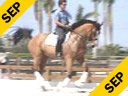 Kathy Connelly<br>
Assisting<br>
Ryan Yap<br>
Orion<br>
KWPN<br>
10 yrs.old Gelding<br>
Training:Prix St George<br>
Duration: 21 minutes