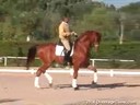 Andreas Hausberger<br>
Assisting<br>
Anke Herbert<br>
Fandango<br>
12 yrs. old Gelding
Training:Int-2/GP<br>
Duration: 26 minutes

