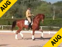 Juan Matute<br>Riding & Lecturing<br>Wie Atlantico<br>Hanoverian<br>7 yrs. old Gelding<br>Training Prix St. George<br>Duration: 30 minutes