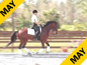 Betsy Steiner<br>Assisting<br> Megan McKoy<br>Ferrari<br>Holsteiner<br>5 yr. old Gelding<br>Training: 1st Level<br>Duration: 36 minutes