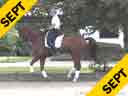 Available on DVD No.31<br>Day 2<br>Guenter Seidel<br>Riding & Lecturing<br>U11<br>owners: Dick & Jane Brown<br>KWPN<br>7 yrs. old<br>Training Prix St. George<br>Duration: 34 minutes