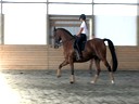 Day 3<br>
Markus Gribbe<br>
Assisting<br>
Esmee Ingham<br>
Norseman<br>
Swedish Warmblood<br>
14yrs. old Gelding<br>
Training: 1-1- Level<br>
Owned By:<br>
Esmee Ingham<br>
Duration: 46 minutes