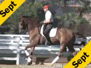 Geunter Seidel<br>Riding and Lecturing<br>UII<br>by Jazz<br>8 yrs. old KWPN<br>Training: 4th Level<br>Duration: 45 minutes