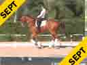 Juan Matute<br>Assisting<br>Paloma Parga<br>Wie Atlantico<br>Hanoverian<br>7 yrs. old Gelding<br>Training Prix St. George<br>Duration: 19 minutes