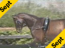 Bo Jena<br>Long Lining Session<br>Pepito<br>by: Zeolite<br>KWPN<br>7 yrs. old Gelding<br>Duration: 41 minutes