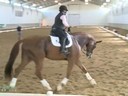 IDCTA The Illinois Dressage & Combined Training Assosiation Presents<br>
Jan Brink<br>
Assisting<br>
Julie Julian<br>
Proteus<br>
Danish Warmblood<br>
8 yrs. old gelding<br>
Training: PSG<br>
Duration:34 minutes