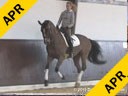Markus Gribbe<br>
Assisting<br>
Patricia Von Merteld<br>
Extra Class<br>
10 yrs. old Mare<br>
Oldenburg<br>
by: Ex Libres<br>
Owner:Patricia Von Merteld<br>
Training: PSG Level<br>
Duration: 23 minutes