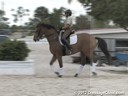 Pam Goodrich<br>
Riding & Lecturing<br>
Pascal<br>
Danish Warmblood<br>
8 yrs. old  Gelding<br>
By: Schwadroneur<br>
Training: 3rd Level<br>