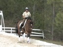 Pam Goodrich<br>
Riding & Lecturing<br>
Leslie Majlund<br>
Danish Warmblood<br>
by: Solos Landtinus<br>
6 yrs. old Gelding<br>
Training:  1st Level<br>
Owner: Jane Hilliard<br>
Duration: 31 minutes