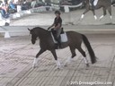 USDF West Coast Trainers Conference<br>
Day 2<br>
Stephen Clarke<br>
Assisting<br>
Annie Morris<br>
Julia’s Magic<br>
Danish Warmblood<br>
6 yrs. Old  Gelding<br>
Owner:  Denise Sarnoff<br>
Duration: 27 minutes