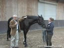 Global Dressage Forum<br>Netherlands Academy Bartels<br>Day 1<br>
Andrew McLean<br>
