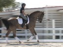 Pam Goodrich<br>
Riding & Lecturing<br>
Donnerhit<br>
Bavarian<br>
By: Donnerhall<br>
10 yrs. old Gelding<br>
Training: Grang Prix<br>
Owner: Pam Goodrich/Marcia Boles<br>
Duration: 30 minutes