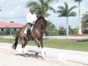 Jan Brons<br>
Riding & Lecturing<br>
Zonneglans<br>
KWPN<br>
by: Rubin Royal<br>
9 yrs. Old Gelding<br>
Training: PSG/1-1<br>
Duration: 60 minutes