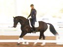 GDFNA Global Dressage Forum North America<br>
Jan Brink<br>Riding & Lecturing<br>
Duet MF<br>
6 yrs. old Hanoverian<br>
Duration: 45 minutes