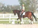 Volker Brommann<br>
Riding & Lecturing<br>
Farino<br>
Westfalen<br>
8 yrs. old Gelding<br>
Training: 4th Level<br>
Duration: 35 minutes